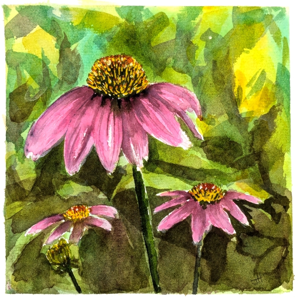 Echinacea 🎨 12" x 12"  Art Print 🎨
